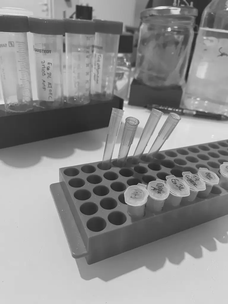 T4 DNA ligase